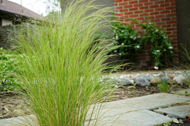 Mexican feather grass, or Stipa tenuissuma, is a beautiful grass but it's invasive in California. Learn why and plant these 5 awesome alternatives instead!