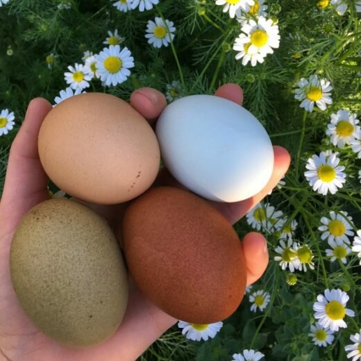Has your hen stopped laying or maybe has been slowing down? Many things that affect why your hens are not laying. Check out this post to find out why!