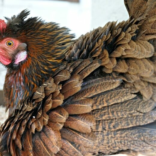 Is your hen puffy and won't get off the nest? You have a broody hen! Learn all about what causes broody, why you should break her, and 4 techniques to try.