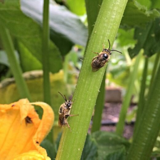 Wondering who the best pollinators are for your squash plants? Squash bees! Learn more about them here, plus how to attract to your garden.